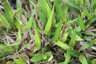 細(xì)弱柳葉箬