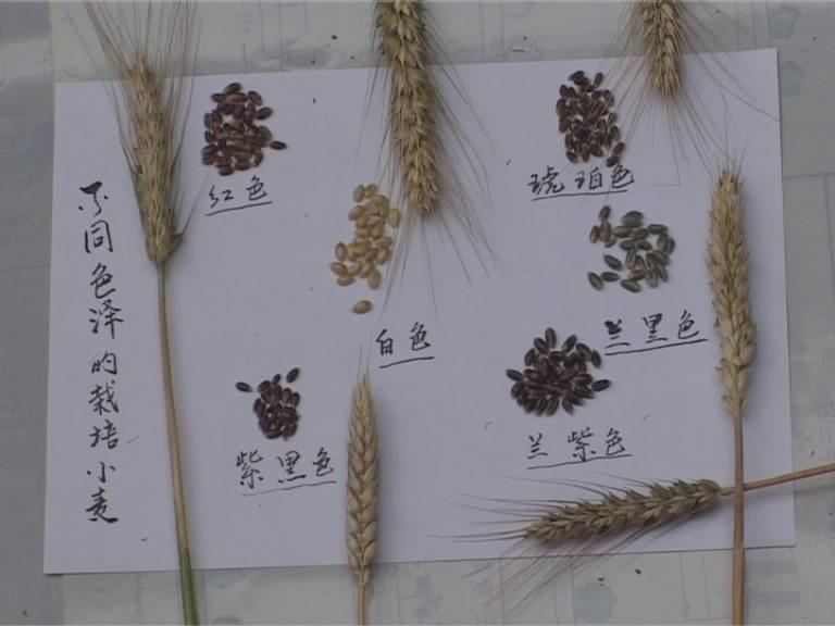 彩麥