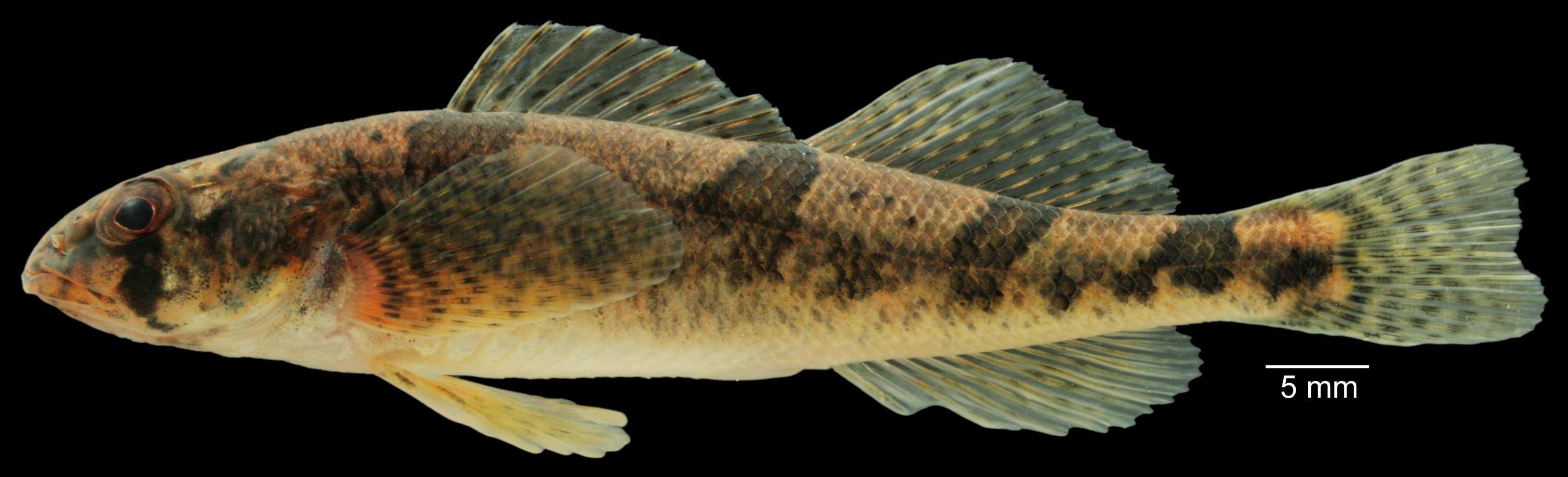 蝸牛魚