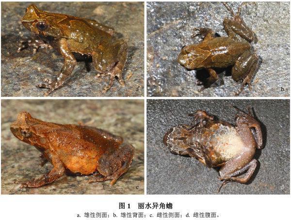 丽水异角蟾