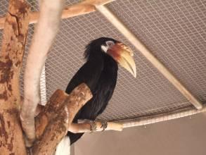 藍(lán)喉皺盔犀鳥