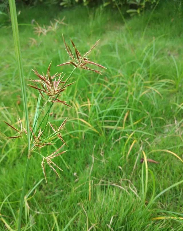 粗根莖莎草