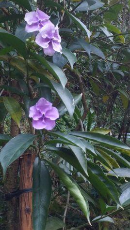 大花鴛鴦茉莉