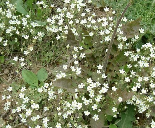 四川點(diǎn)地梅