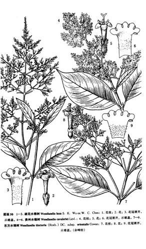 思茅水錦樹(shù)