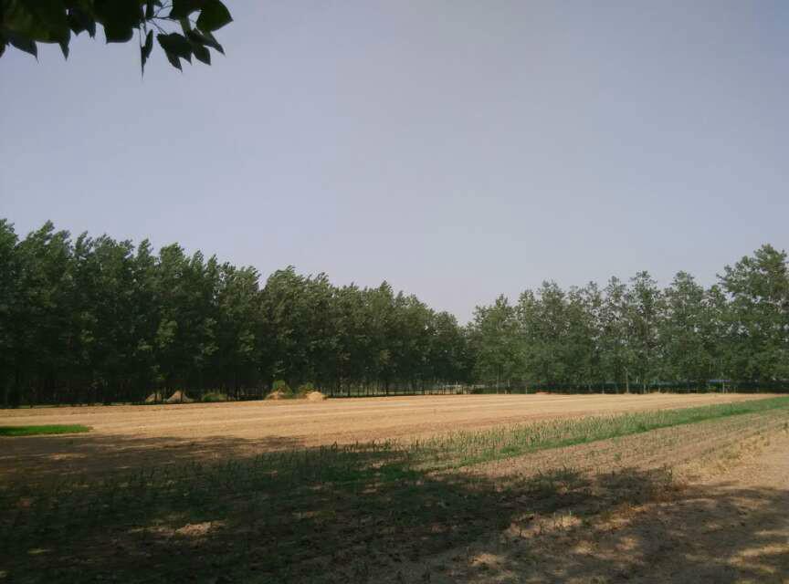 順河村