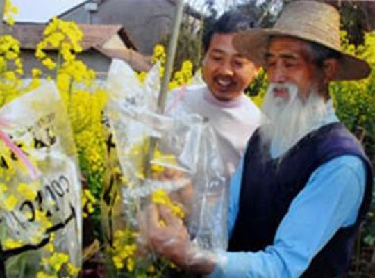 油菜花父子