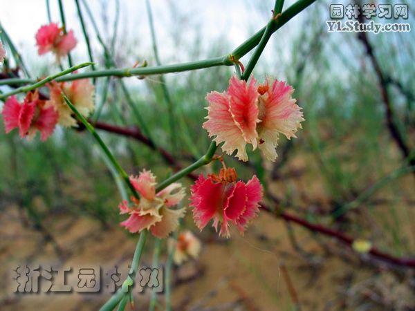 小叶栒子白毛变种
