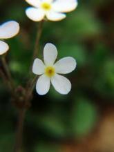 康定點(diǎn)地梅