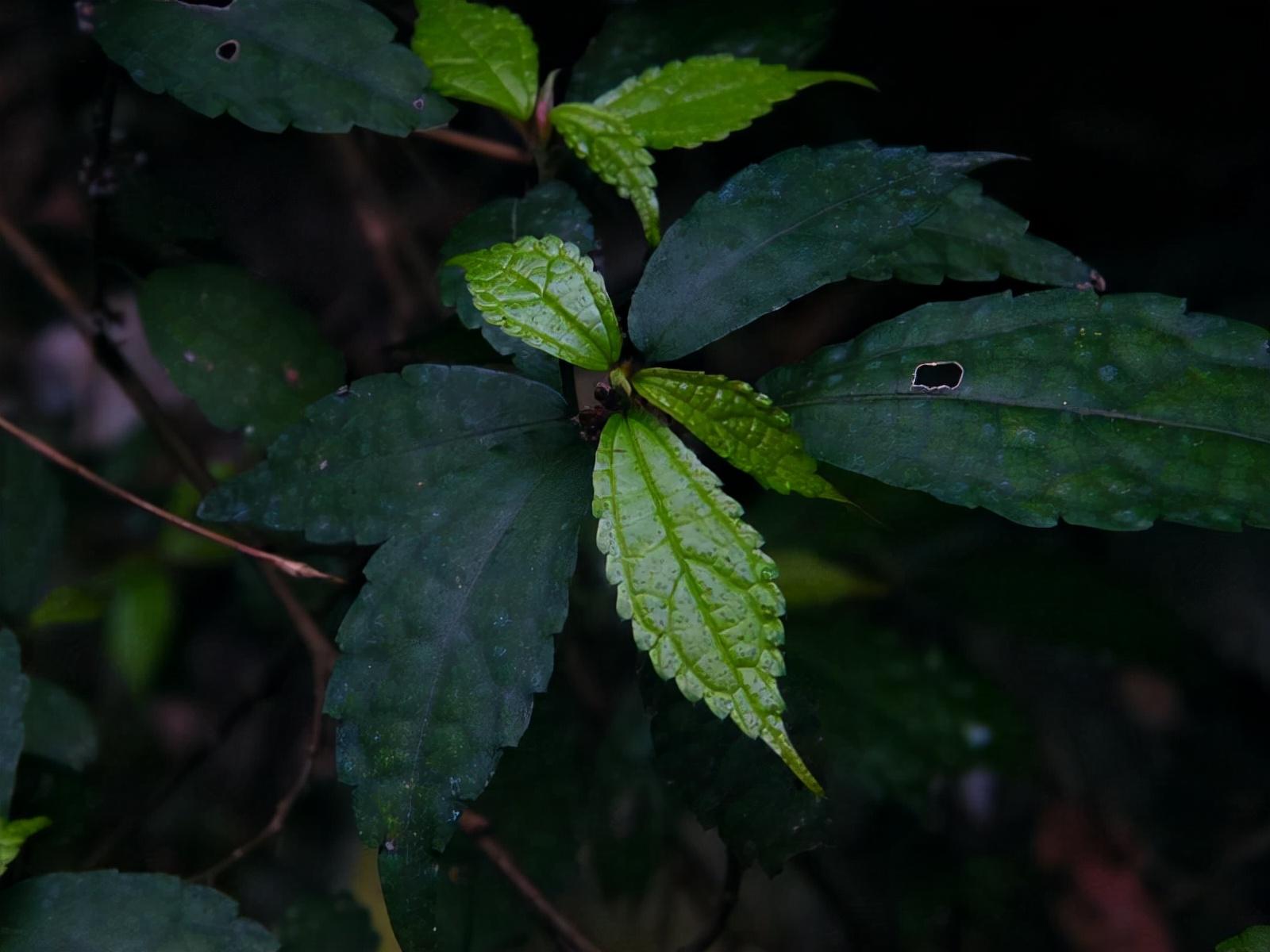 紫麻