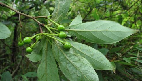 長(zhǎng)蕊木姜子