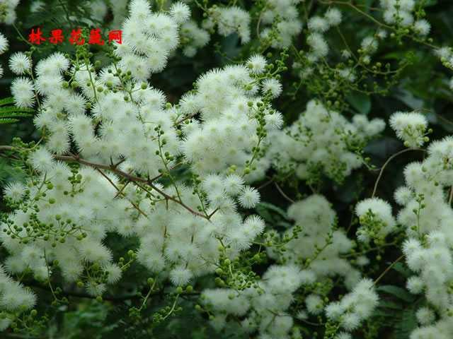 钢刺篱笆