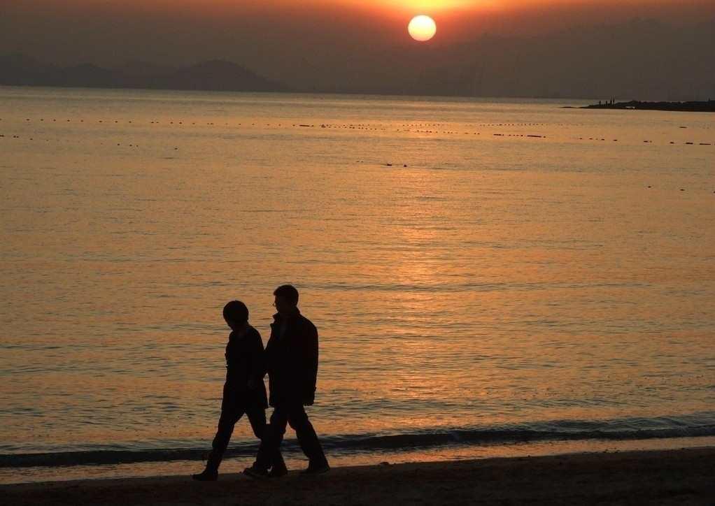 再現(xiàn)夕陽花