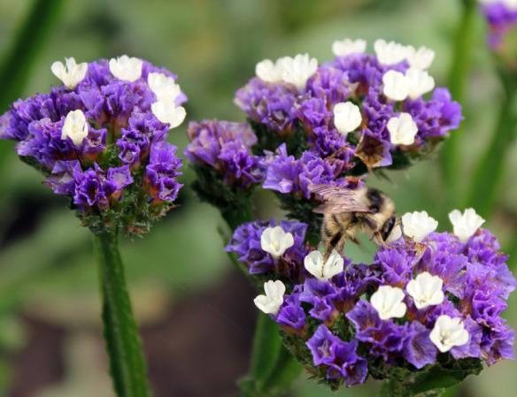 曲枝補(bǔ)血草