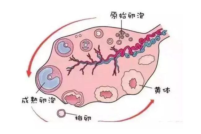 竇卵泡