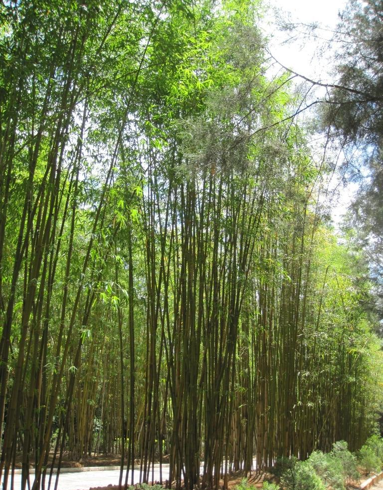 昆明實(shí)心竹
