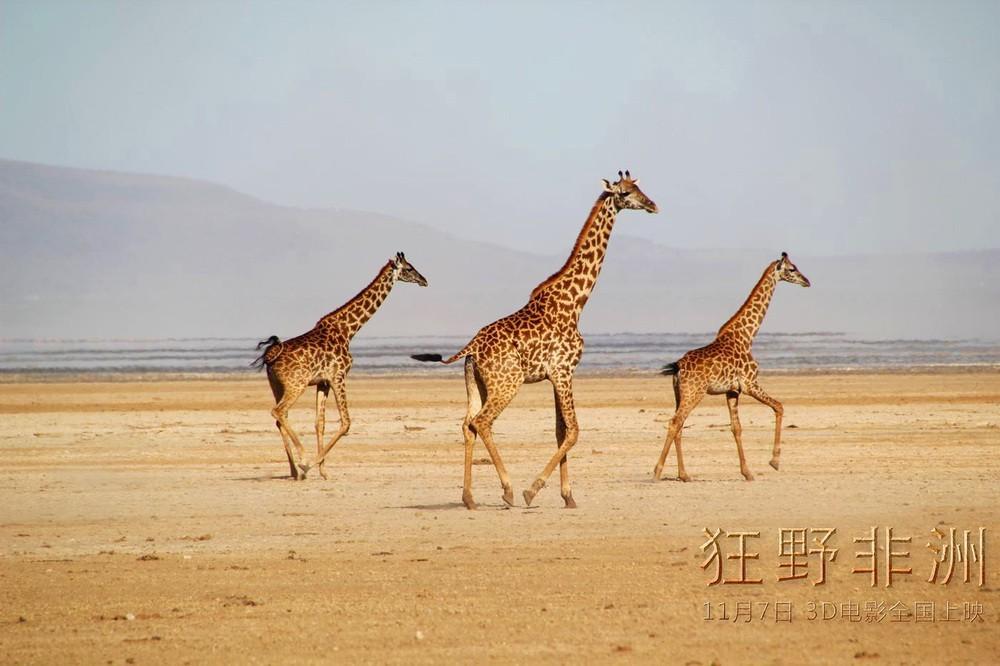 狂野非洲