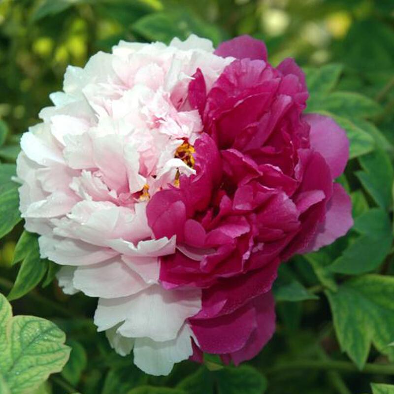 花二乔