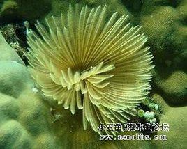 羽毛管虫