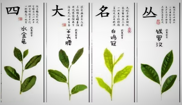 武夷四大名樅