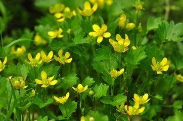 太白山毛茛