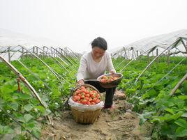 徐里村