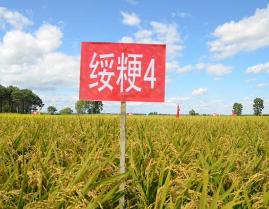 绥粳4号
