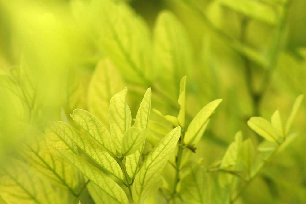 植物攝影