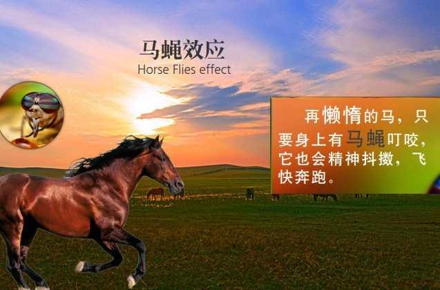 马蝇效应