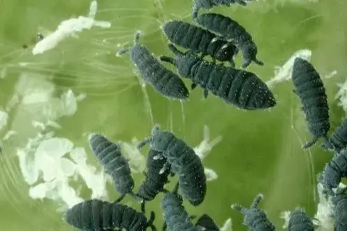 水跳虫