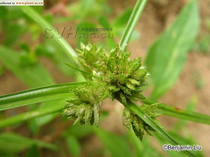 白鱗莎草