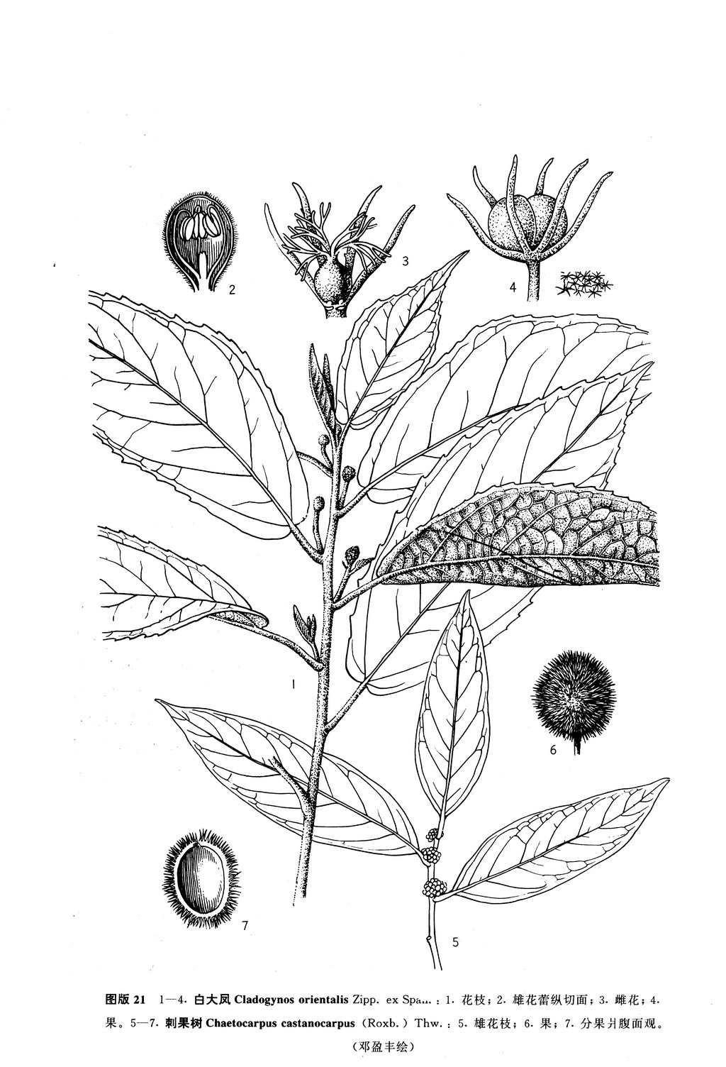 刺果树