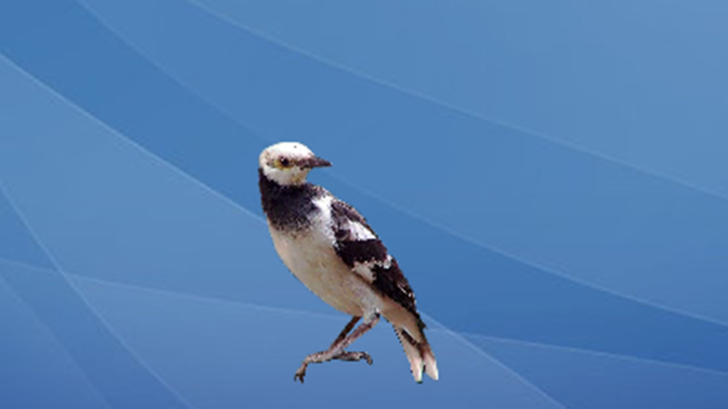 新西蘭椋鳥(niǎo)