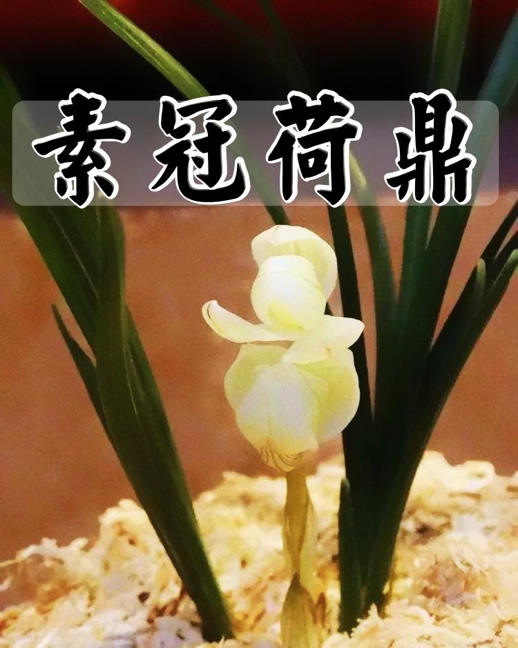 素冠荷鼎