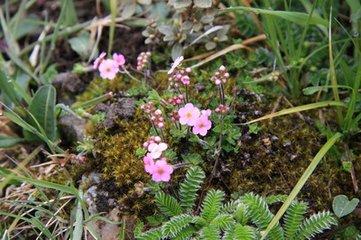 小叢點(diǎn)地梅