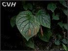 圆唇苣苔属