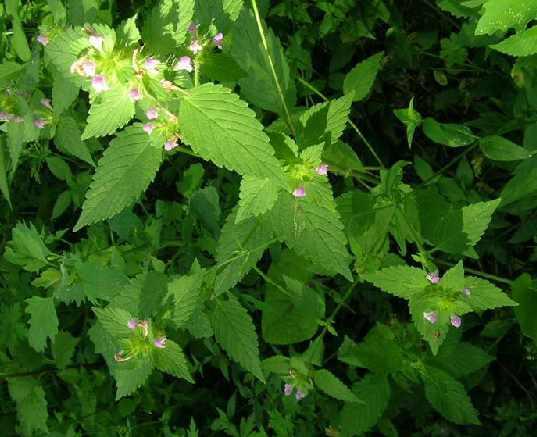 芒叶小米草