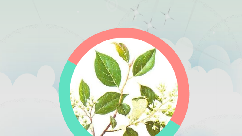 白花安息香