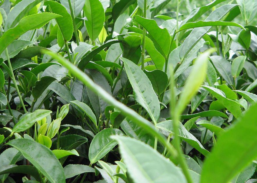 含眉绿茶