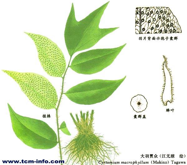 大羽贯众