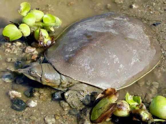 洪洞甲魚