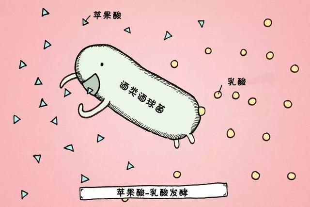 苹果酸－乳酸发酵