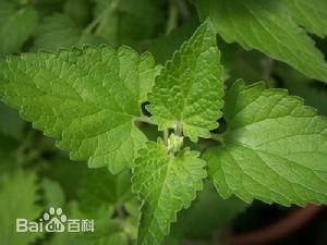 心叶八宝