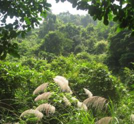 西陽村