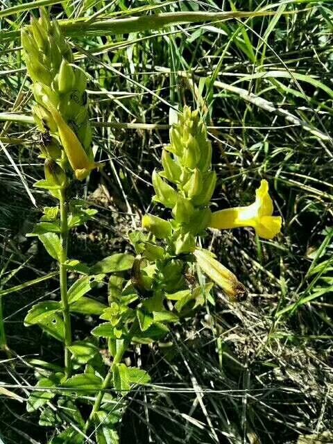 野蚕豆