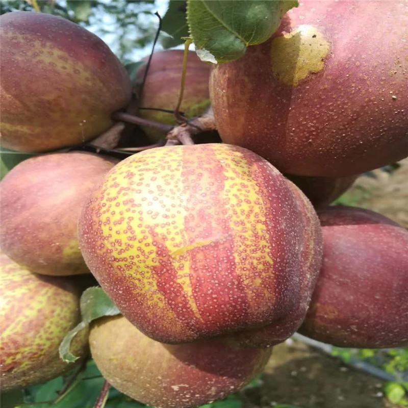 中國(guó)紅花酥梨