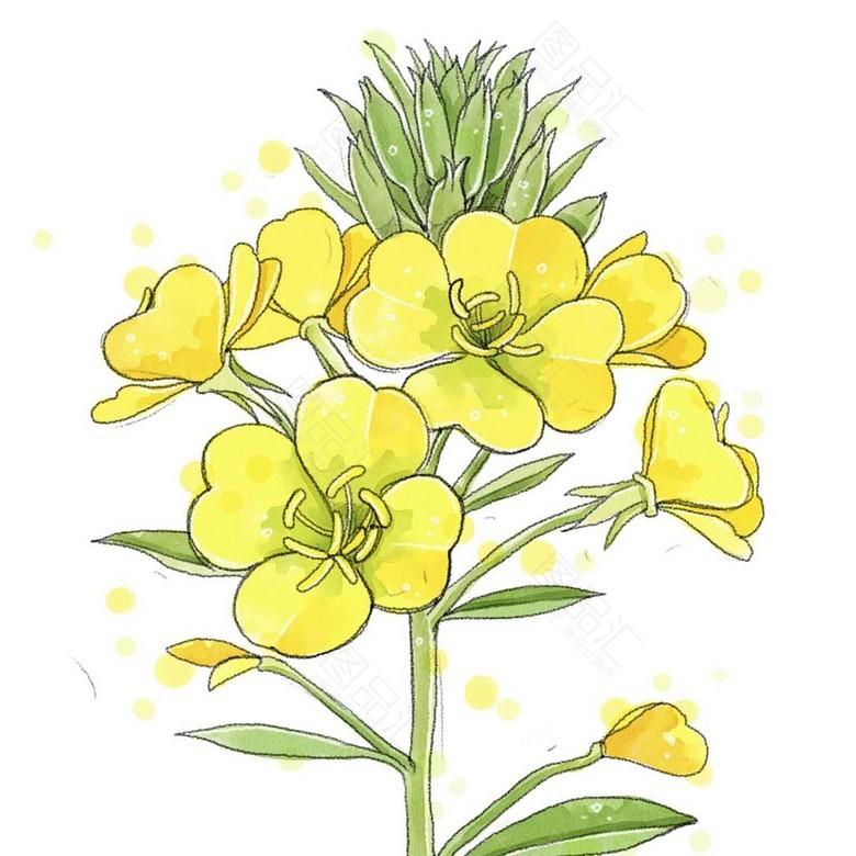 油菜花