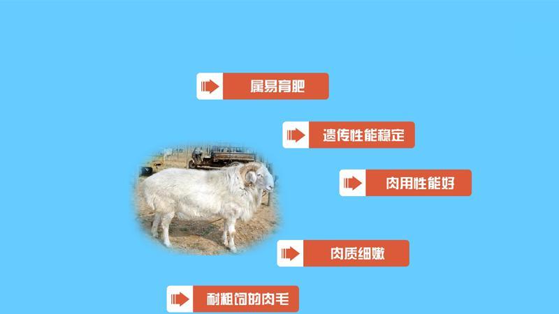 洼地綿羊