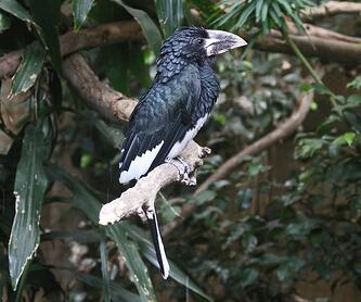 笛聲噪犀鳥(niǎo)