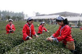中國采茶節(jié)
